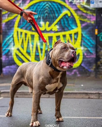 BESTIA DOG SPORT dual handle leash Red